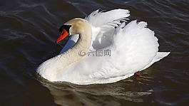 白天鵝,湖,鳥