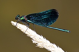 蜻蜓,昆蟲,宏