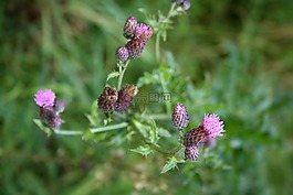 薊,復(fù)合材料,爬行薊
