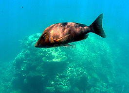 魚(yú),海,水