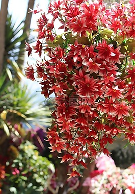 鮮花,泰國(guó),亞洲