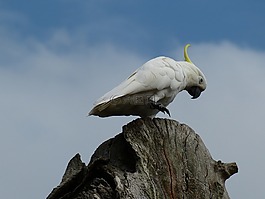 澳大利亞,悉尼,公園