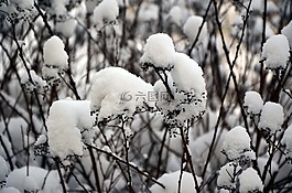 冬天,雪,布什
