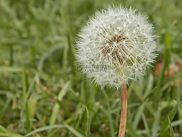 蒲公英,雜草,種子