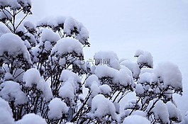 灌木丛,冬天,雪