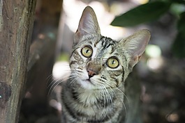 猫,弗利纳,宠物