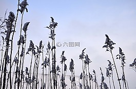 冬天,雪,布什