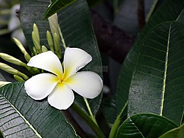 花,素馨花,姜黃色百合花