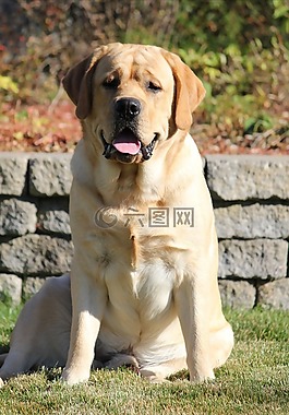 拉布拉多,犬,狗