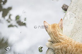 貓,水,寵物