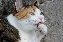 自然,寵物,貓