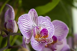 蘭花,蝴蝶蘭,花