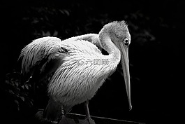 鳥,鵜,動物園
