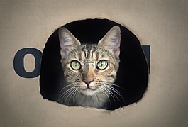 猫,框,弗利纳