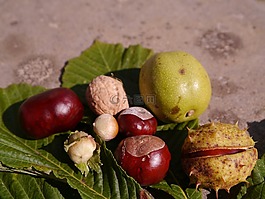 性質,秋季,樹上的果子