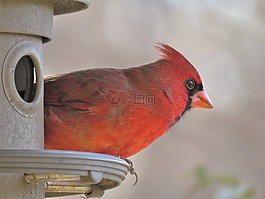 鳥,野生動物,自然