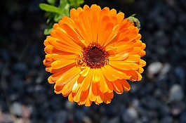 非洲菊,germini,花
