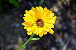 非洲菊,germini,花