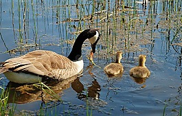 加拿大鹅,branta 黄花,天鹅