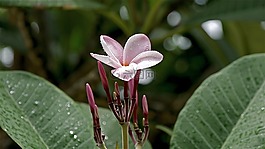 夏天,花園,紫色
