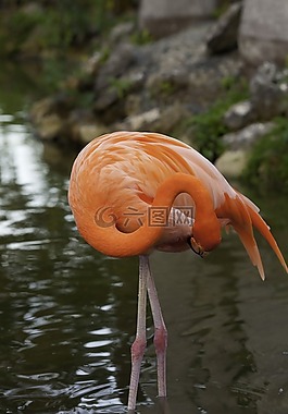 火烈鳥,粉色,鳥