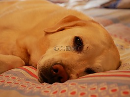 拉布拉多,睡眠,狗