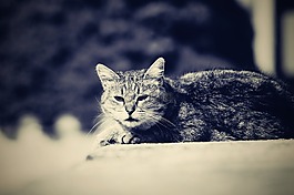 貓,休息的貓,動物