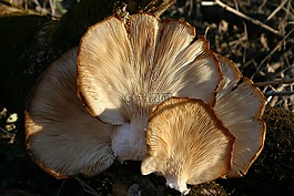 巨人,菌类,树菌