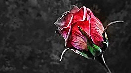 玫瑰,花,玫瑰花朵