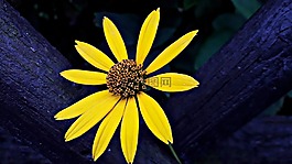 花,黃色,性質(zhì)