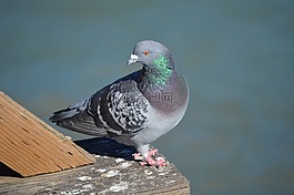 鴿子,鳥,自然