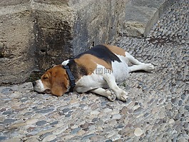 狗,睡眠,懶惰