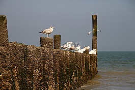海鷗,湖,海