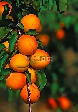 水果,葉,食品