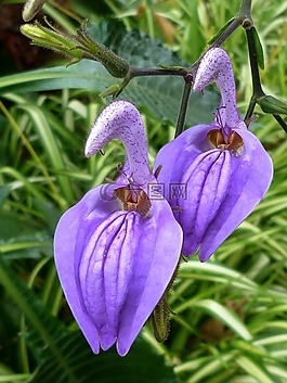 兩個(gè),鮮花,紫