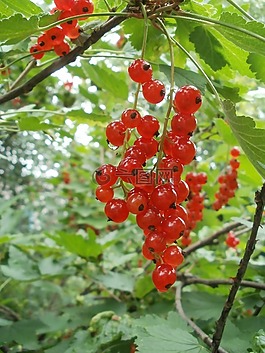 莓果,紅色,夏季