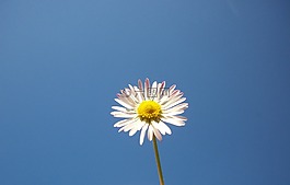 花,天空,藍色