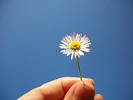 手,花,f