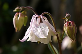 鴿的,花,開花