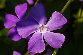 地面覆蓋,花,廠