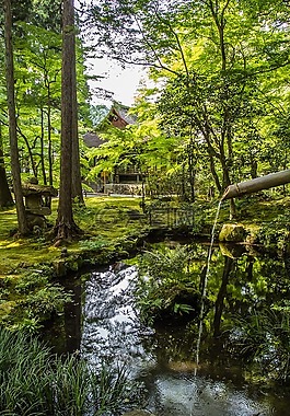 景觀,自然,花園