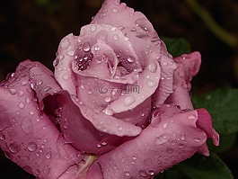 玫瑰,花,露水