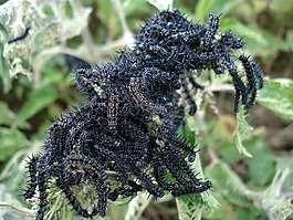 追蹤,性質(zhì),動(dòng)物