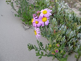 花,野生花卉,海灘