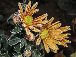 鮮花,霜,菊花