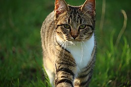 猫,小猫,年轻的猫