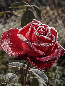 玫瑰,紅色,花
