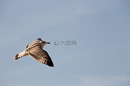 海鷗,飛行,鳥