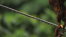 景觀,字段,亞美尼亞
