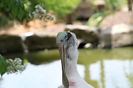 琵鷺,鳥,岸鳥